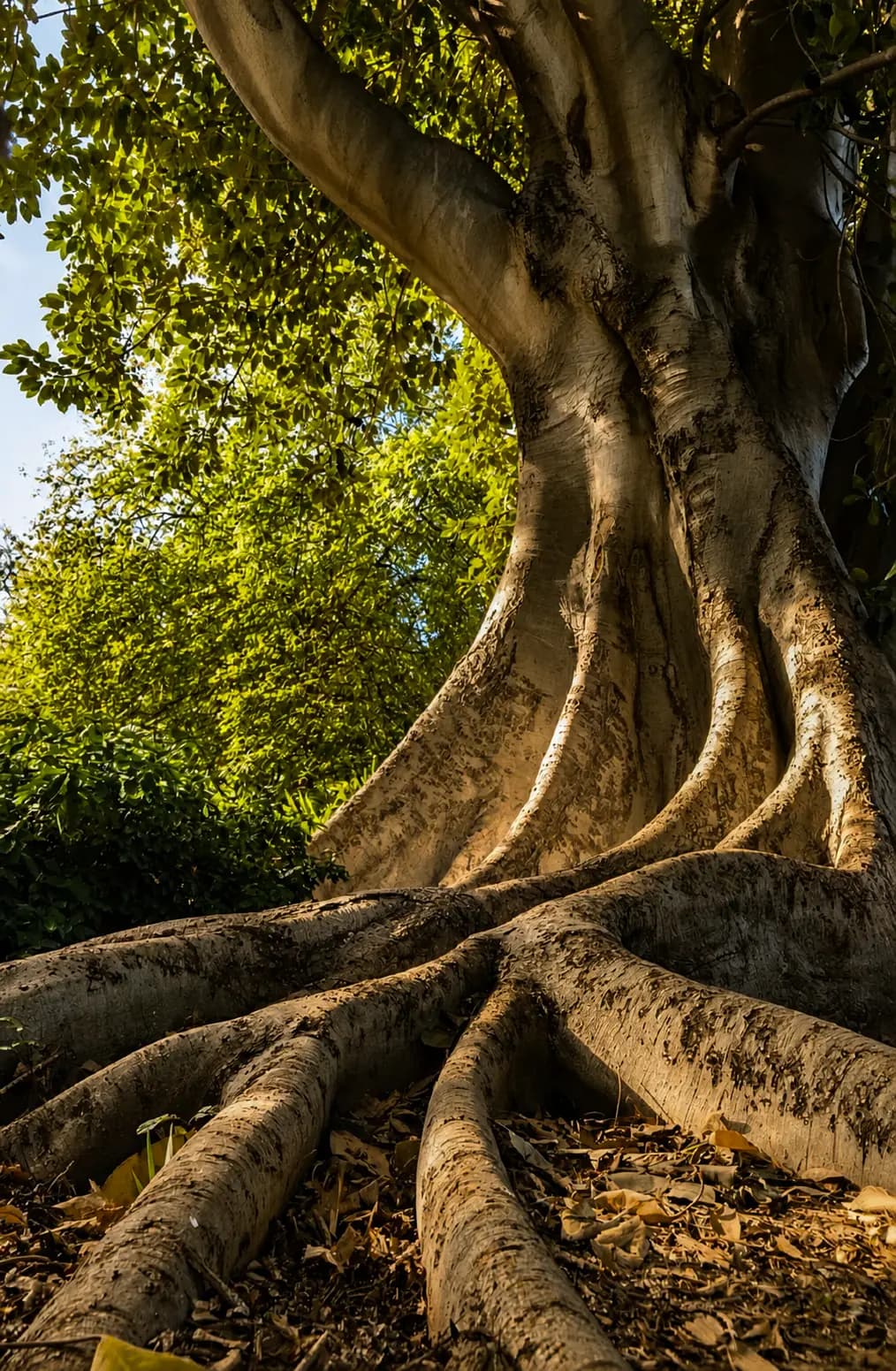 Majestic Banyan Tree Roots
